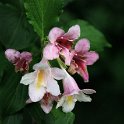011 fiore.JPG